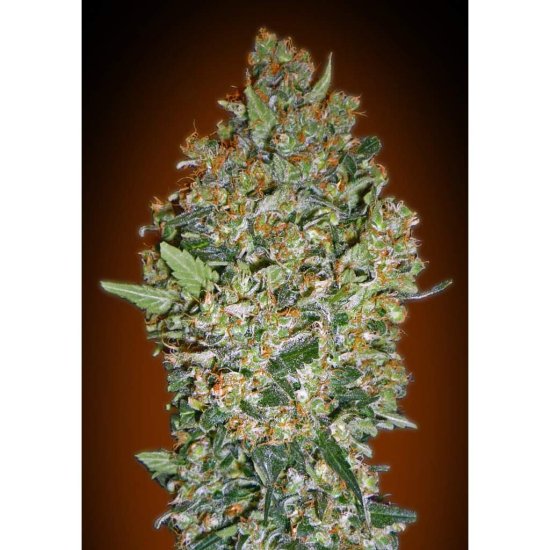 00 Seeds - Cheese Berry - feminisiert Click image to close
