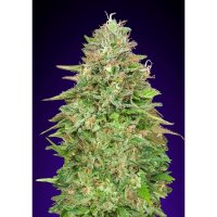 00 Seeds - Critical Posion Fast - feminised