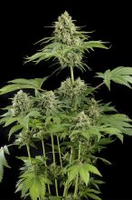 (image for) BULK Seeds - Moby Dick – Dinafem