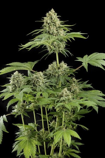 (image for) BULK Seeds - Moby Dick – Dinafem