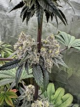 (Bild für) EXOTIC LINE - Insanity OG Feminised Seeds