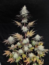 (Bild für) USA LINE - Minty Grape Kush Feminised Seeds