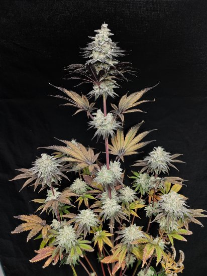 (Bild für) USA LINE - Minty Grape Kush Feminised Seeds