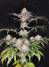 (Bild für) USA LINE - Honeyed Cream Dream Feminised Seeds