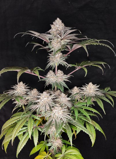 (Bild für) USA LINE - Honeyed Cream Dream Feminised Seeds