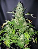 Master Kush X Skunk Regular Seeds - 18