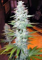 Black Widow Regular Seeds - 18