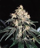 Devil Regular Seeds - 18