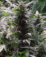 Dreamtime Regular Seeds - 18