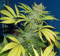 G13 Skunk Regular Seeds - 18