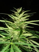 Master Kaze (Master Kush Skunk X Afghan Haze) Regular Seeds - 18