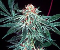 Shark Shock Regular Seeds - 18