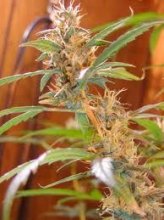 Afghan Haze Regular Seeds - 18