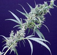 Neville'S Haze X Mango Regular Seeds - 18
