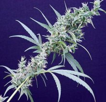 Neville'S Haze X Mango Regular Seeds - 18