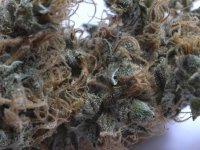 NHS Regular Seeds - 18