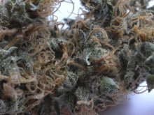 NHS Regular Seeds - 18