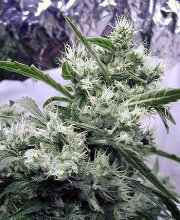 (Bild für) AK47 Regular Seeds - 11