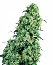Skunk #1 Regular Seeds - 10