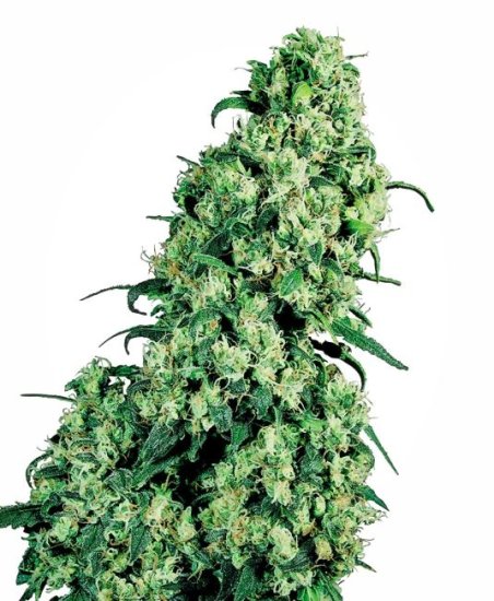 Skunk #1 Regular Seeds - 10