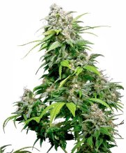 (Bild für) Californian Indica Regular Seeds - 10