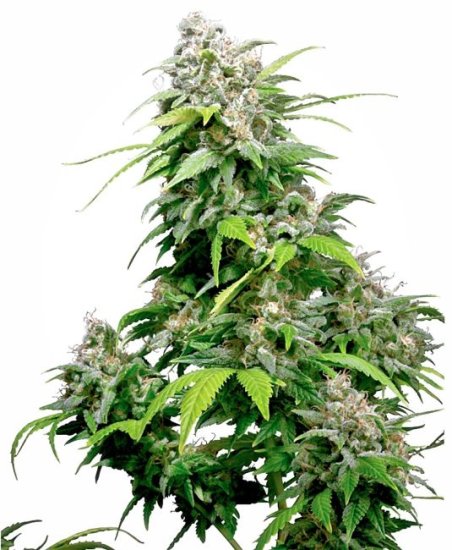(Bild für) Californian Indica Regular Seeds - 10