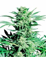 (Bild für) Shiva Skunk Regular Seeds - 10