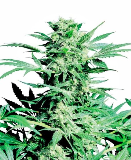 Shiva Skunk Regular Seeds - 10