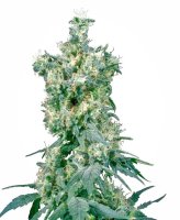 (Bild für) American Dream Regular Seeds - 10