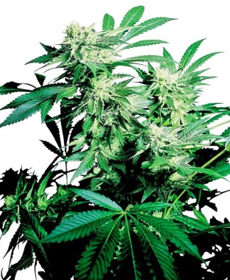 (Bild für) Skunk Kush Regular Seeds - 10