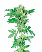 Afghani #1 Regular Seeds - 10