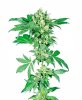 (Bild für) Afghani #1 Regular Seeds - 10