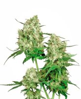 Maple Leaf Indica Regular Seeds - 10