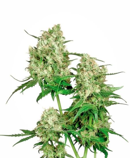 Maple Leaf Indica Regular Seeds - 10