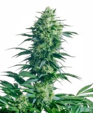 Mother'S Finest Regular Seeds - 10