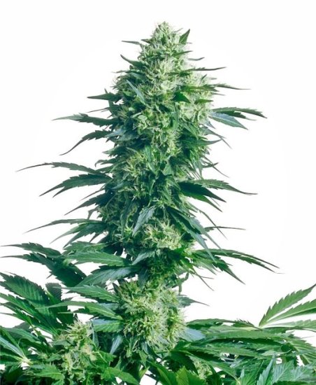 Mother'S Finest Regular Seeds - 10