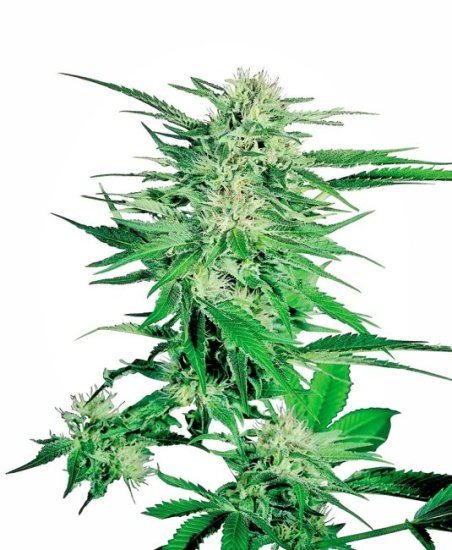 Big Bud Regular Seeds - 10