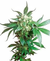 Black Domina Regular Seeds - 10