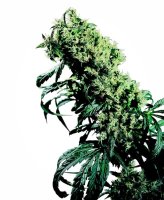 (Bild für) Northern Lights #5 X Haze Regular Seeds - 10