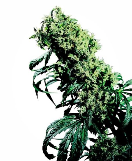 Northern Lights #5 X Haze Regular Seeds - 10