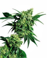 (Bild für) Mr Nice G13 X Hash Plant Regular Seeds - 10