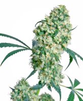 Ed Rosenthal Superbud Regular Seeds - 10