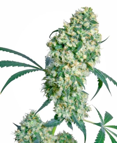 Ed Rosenthal Superbud Regular Seeds - 10