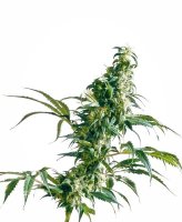 Mexican Sativa Regular Seeds - 10