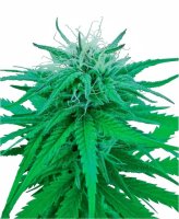 Ruderalis Indica Regular Seeds - 10