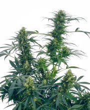 Guerrilla'S Gusto Regular Seeds - 10