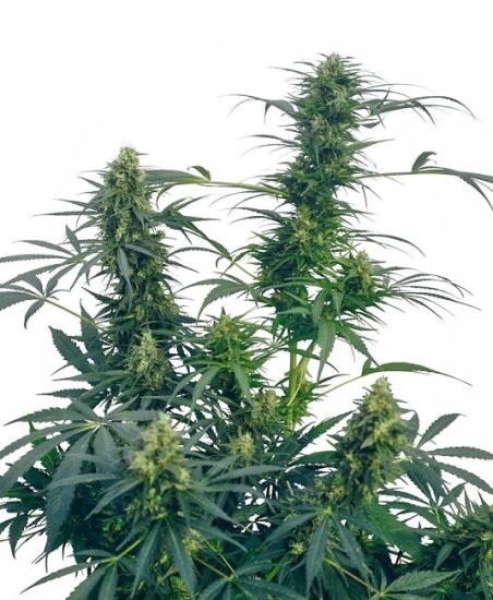 Guerrilla'S Gusto Regular Seeds - 10