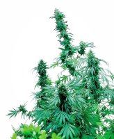 (Bild für) Early Skunk Regular Seeds - 10