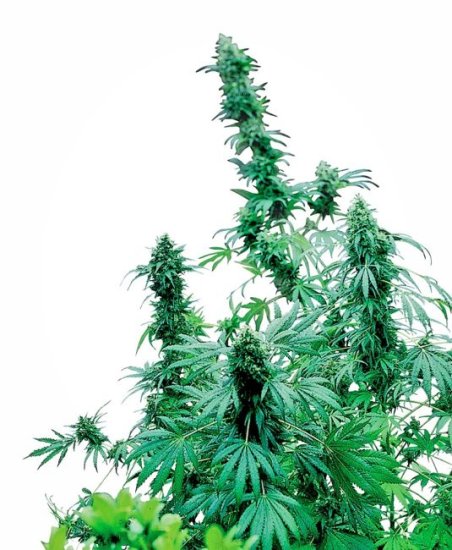 Early Skunk Regular Seeds - 10