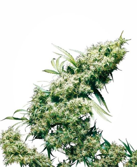 Jamaican Pearl Regular Seeds - 10